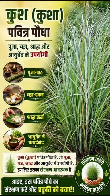कुश (कुशा) पवित्र पौधा है, जो पूजा, यज्ञ, श्राद्ध और आयुर्वेद में उपयोगी है, इसलिए इसका संरक्षण आवश्यक है।