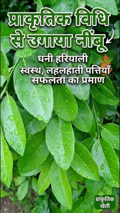 "यह नींबू का पौधा प्राकृतिक विधि से उगाया गया है—देखिए इसकी घनी हरियाली और स्वस्थ, लहलहाती पत्तियाँ प्राकृतिक खेती की सफलता का प्रमाण हैं।" #प्राकृतिक #देसीनींबू #पौधारोपणवप्रकृतिसंरक्षण🌱🌳 संरक्षण #farminglife🌾👨🌾 #reelstrending Yogendra Prajapati