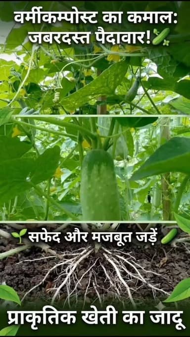 प्राकृतिक विधि से उगाया यह खीरा भरपूर फल दे रहा है, बड़े खीरों से लदा है; वर्मी कम्पोस्ट से जड़ें सफेद, स्वस्थ व मजबूत हैं। 🌱🥒 #प्राकृतिक #देसी #खीरा_की_खेती #farminglife🌾👨🌾 #reel Yogendra Prajapati 🌿