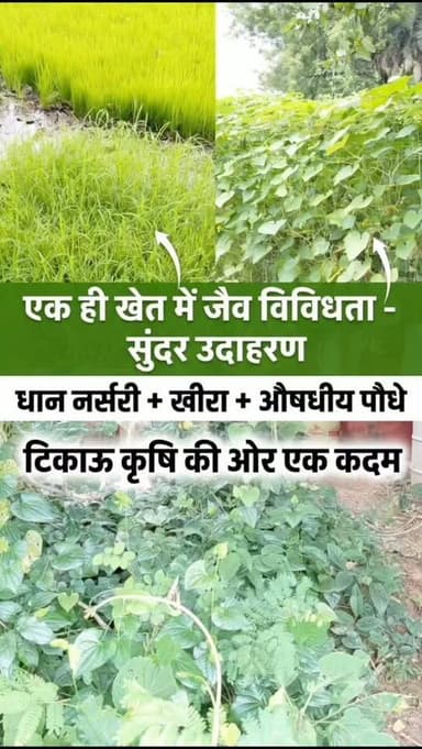 एक ही खेत में धान की नर्सरी, खीरे की खेती और औषधीय पौधों का रोपण किया गया है—जैव विविधता और टिकाऊ कृषि का सुंदर उदाहरण।