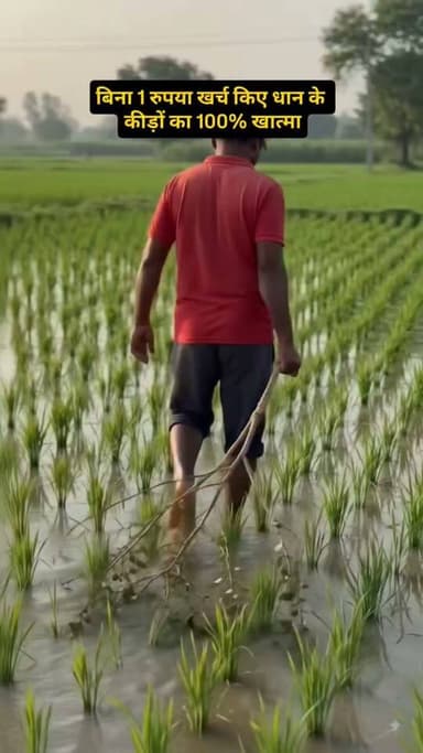 धान में लीफ फोल्डर (पत्ती लपेटक) का सबसे अचूक पारंपरिक इलाज!#DhanKiKheti #KisanHelpline #DesiJugaad #PestManagement #IndianFarmer