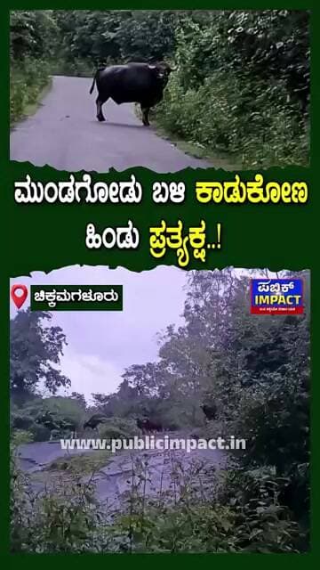 ಮುಂಡಗೋಡು ಬಳಿ ಕಾಡುಕೋಣ ಹಿಂಡು ಪ್ರತ್ಯಕ್ಷ..! ಶೃಂಗೇರಿ ತಾಲೂಕಿನ ಮೆಣಸೆಯ ಕುಂಚೆ ಬೈಲು ಸಮೀಪ ದರ್ಶನ