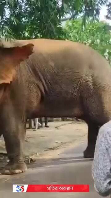হাতির অবস্থান ৩০/০৭