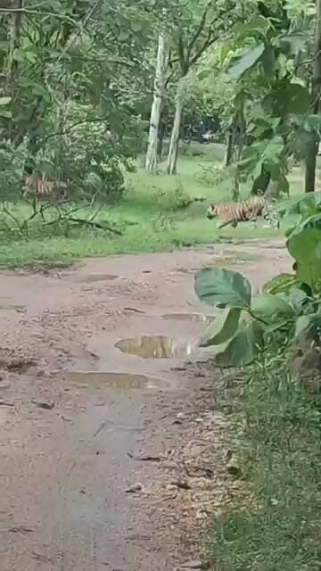#tiger