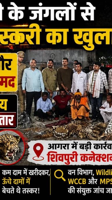 शिवपुरी के जंगलों से जुड़ा तेंदुआ तस्करी का बड़ा खुलासा, 10 खाल और सिर बरामद; 4 अंतरराज्यीय तस्कर गिरफ्तार #shivpuri #insideshivpuri #shivpuri #viralvideoシ #trendingreel