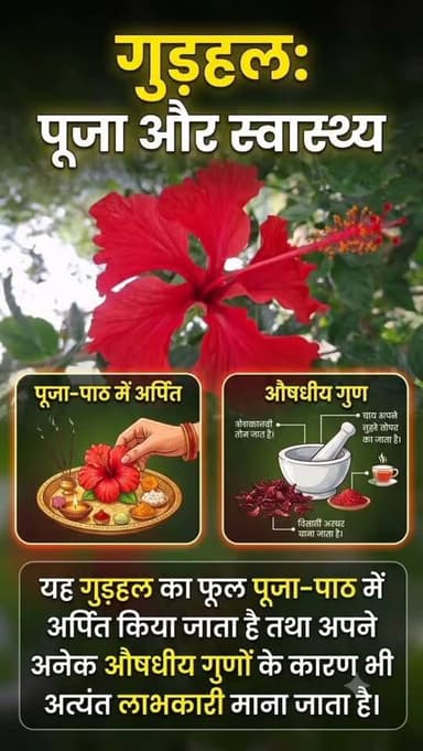 "यह गुड़हल का फूल पूजा-पाठ में अर्पित किया जाता है तथा अपने अनेक औषधीय गुणों के कारण भी अत्यंत लाभकारी माना जाता है।" #गुड़हल #फुल #farminglife🌾👨🌾 #reelstrending #shortvideo Yogendra Prajapati