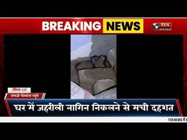 जहरीली नागिन ने मचाई दहशत, घंटों रहा अफरा-तफरी का माहौल #kobra #nagin #tennewsone