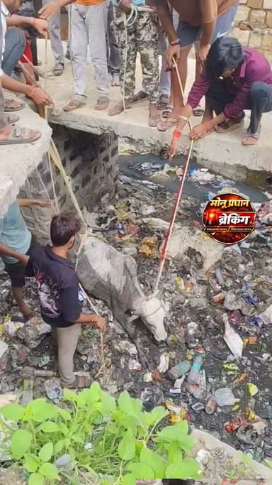 शिवपुरी-बदरवास में पुलिया में फंसे सांड को गौसेवकों ने सुरक्षित निकाला, किया उपचार