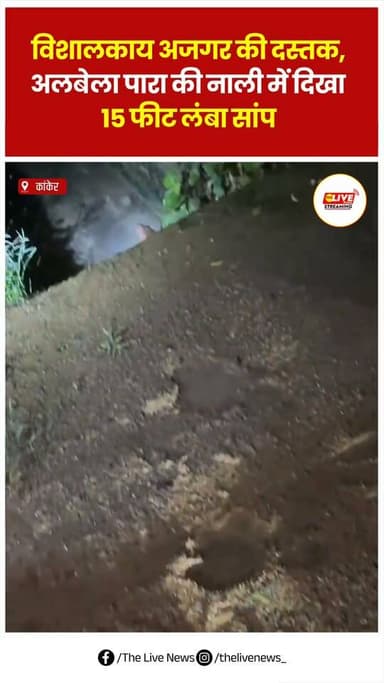 विशालकाय अजगर की दस्तक, अलबेला पारा की नाली में दिखा 15 फीट लंबा सांप..
#thelivenews #newsupdate #chhattisgarh #reels #kanker