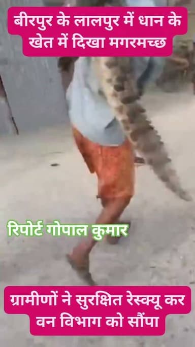 बीरपुर के लालपुर में धान के खेत में दिखा मगरमच्छ: ग्रामीणों ने सुरक्षित रेस्क्यू कर वन विभाग को सौंपा.