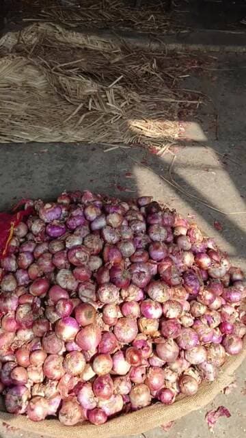 आज का प्याज का भाव चकरपुर मंडी कानपुर से बारिश से भाव में आया करंट #pyajrate #pyajbhav