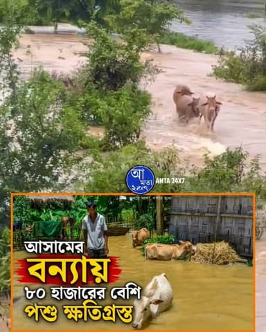 আসামের বন্যায় ৮০ হাজারের বেশি পশু ক্ষতিগ্রস্ত! গবাদি পশু ও পোষা প্রাণীর জন্য চিকিৎসা শিবির খোলা হয়েছে | পাশে দাঁড়ান পশুদের জীবন সুরক্ষিত করুন |
#AssamFlood