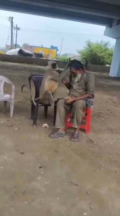 लखीमपुर - शहर में एक लंगूर के हमलों से लोगों में दहशत है।
यह बंदर अब तक कई लोगों को काट चुका है। सोशल मीडिया पर वायरल वीडियो में लंगूर पहले एक व्यक्ति के सिर पर हाथ रखता है, फिर अचानक गर्दन पर हमला कर देता है। एक अन्य वीडियो में भी वह राहगीर पर झपटता दिखाई देता है।
इसके अलावा लंगूर सड़क पर चल रही एक कार की छत पर बैठकर सफर करता भी नजर आया। शहर के छाऊछ चौराहे से सामने आए इस वीडियो के बाद लोगों में भय का माहौल है #highlightseveryone #followerseveryone #LakhimpurKheri #paliakalan