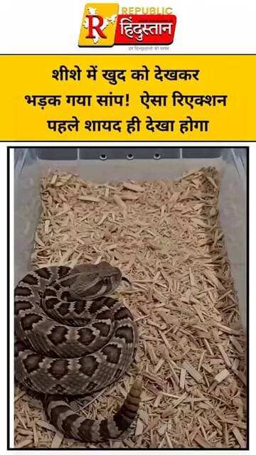 शीशे में खुद को देखकर भड़क गया सांप! ऐसा रिएक्शन पहले शायद ही देखा होगा