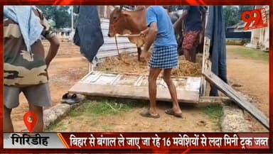 #गिरिडीह : #बिहार से #बंगाल ले जाए जा रहे 16 #मवेशियों से लदा #मिनी #ट्रक #जब्त, #वैध #दस्तावेज नहीं मिलने पर #चालक #हिरासत में
