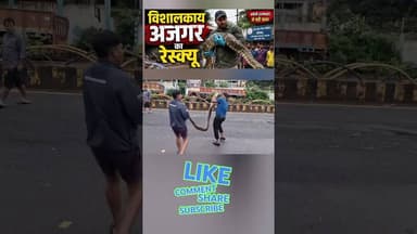 Python Snake Rescue Video | Snake Rescue India|Python Snake Rescue #pythonrescue #shorts #wildlife