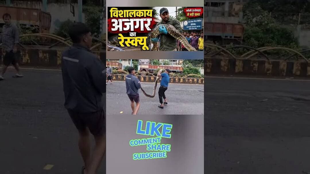 Python Snake Rescue Video | Snake Rescue India|Python Snake Rescue #pythonrescue #shorts #wildlife