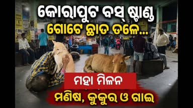 #କୋରାପୁଟ_ପାଇଁ_ଲଜ୍ୟା_ଗୋଟେ_ଛାତ_ତଳେ_ମଣିଷ_କୁକୁର_ଓ_ଗୋରୁ
#koraput
#koraputbusstand
#koraputtourism