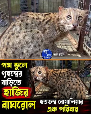 পথ ভুলে গৃহস্থের বাড়িতে হাজির বাঘরোল! হতভম্ব বোয়ালিয়ার পরিবার ও পরিবেশ কর্মীদের সাহায্যে বাসস্থান ফিরে পেল বাঘরোল