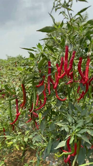 मीर्च की खेती घाटे का सौदा साबित हो रहा
#Reel #chilli #agriculture #मिर्च