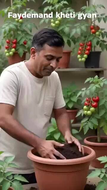 Tamatar Ka Paudha Kaise Lagaen🍅✅️👌 #shorts #faydemandkhetigyan #farming #khetigyan