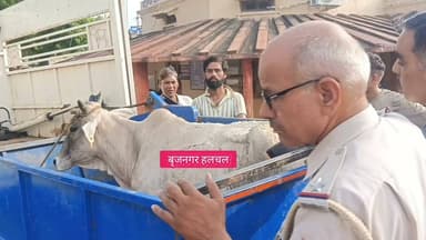 #गाय_पर_ज्वलनशील_पदार्थ_डालने_का_मामला___
#बृजनगर___
__गोरक्षकों ने गोसेवा एंबुलेस से गांव फ़तेहपर से घायल गाय का किया रेस्क्यू
__गोरक्षक गायबको लेकर पहुंचे पुलिस थाने
__संबंधित पुलिस थाने में मामला कार्य अवगत,कार्यवाही को मांग की
__पूर्व में भी कई गोवंश पर ज्वलनशील पदार्थ डालने का मामले आए है सामने
__गोरक्षकों ने कोई ठोस कार्यवाही नहीं होने पर जताया नाराजगी
__वही गाय के लग रहे टैग आधार पर गाय पालक की कर रहे है जानकारी
__फिलहाल उपचार के लिय गोवर्धन गोशाला पहुंचाया घायल गाय को