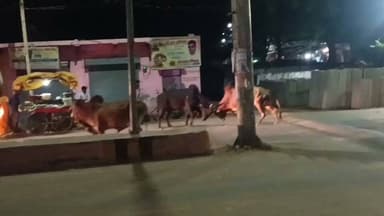 #सांडो_की_लड़ाई____
#_सांडो_की_लड़ाई_से_मची_अफरा_तफरी,_
#कई_मोटरसाइकिलो_का_हुआ_नुकसान
#मुख्य_बाजार_में_दोनों_तरफ_रुके_राहगीर__
#आये_दिन_सांडो_की_लड़ाई_से_आमजन_परेशान__
#बृजनगर__________________