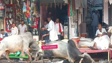 #दो_सांडो_की_लड़ाई_से_मची_अफरा_तफरी,_
#कई_मोटरसाइकिलो_का_हुआ_नुकसान
#मुख्य_बाजार_में_दोनों_तरफ_रुके_राहगीर__
#आये_दिन_सांडो_की_लड़ाई_से_आमजन_परेशान__
#बृजनगर______