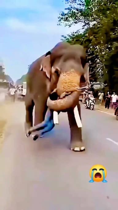 हाथी के सामने पड़ना पड़ा भारी! फिर जो हुआ, देखकर हर कोई रह गया हैरान 😱
#highlight
#Elephant #ViralVideo #Wildlife #Trending #Shocking #AnimalVideo #Nature #ViralReels #FacebookViral #Amazing #TrendingNow #WildAnimals #NewsViral #MustWatch #Explore