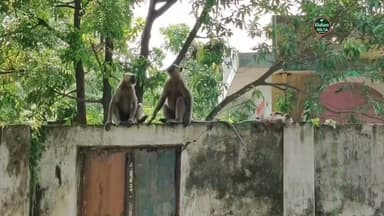 मऊ: रघौली गांव में सफरुद्दीन उर्फ शफ्फर पर एयर गन से बंदर के शावक को गोली मारने का आरोप,आरोपी गिरफ्तार | खबरें अभी तक #खबरेंअभीतक #KhabareAbhiTak #Mau #Ghosi #WildlifeProtection #Monkey #UttarPradeshNews