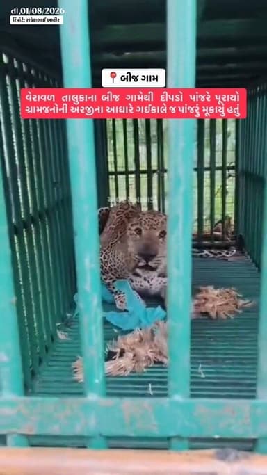 વધુ વાંચો➠ વેરાવળના બીજ ગામે વન વિભાગના પાંજરામાં દીપડો ઝડપાયો ગ્રામજનોની અરજીના આધારે ગઈકાલે જ પાંજરું મૂકાયું હતું આજે સવારે 6:30 વાગ્યે ડાયાભાઈ ભીખાભાઈ મેરની વાડીએ દીપડો પાંજરે પુરાયો અંદાજે 9થી 12 વર્ષનો નર દીપડો ઝડપાયો વેરાવળ રાઉન્ડના વન વિભાગે સફળતાપૂર્વક હાથ ધરી રેસ્ક્યૂ કામગીરી દીપડો પાંજરે પુરાતા ગામલોકોમાં રાહતની લાગણી આરોગ્ય તપાસ બાદ નિયમ મુજબ આગળની કાર્યવાહી કરશે વન વિભાગ
#girsomnath #liveupdate #girforest #sutrapada #leopard