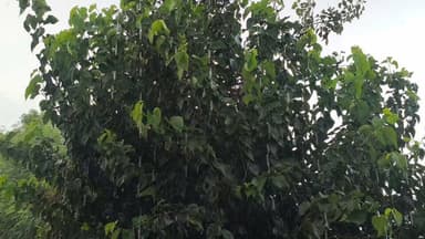भरतपुर जिले के कई इलाकों में गिरी राहत की कुछ बूंदे..........