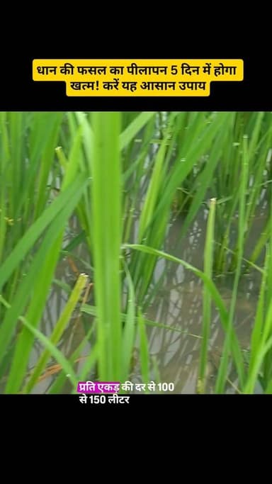धान पीली पड़ रही है लेकिन मर नहीं रही? कारण और इलाज जानिए #धान #RiceCrop #PaddyFarming #RiceFarming #धानकीखेती