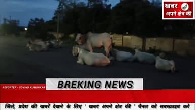 बिजली व्यवस्था के अभाव में मोहन बड़ोदिया की गौशाला पर लटका ताला, गोवंश फिर सड़कों पर