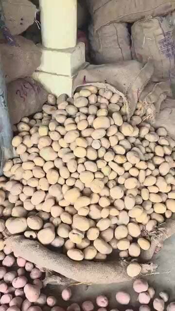 हाइब्रेड आलू मंडी मे बिकना हुआ बंद किसान हुए हैरान बड़ा नुकसान #aalukabhav