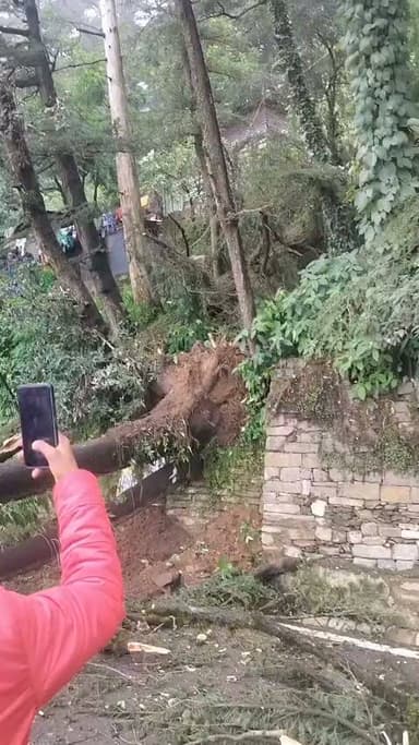 SHIMLA :- ओकओवर के समीप देवदार के कई विशाल पेड़ गिरे, राहत की बात रही कि कोई जनहानि नहीं हुई