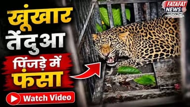 छत्तीसगढ़ के गरियाबंद जिले स्थित केराबहार गांव में पिछले तीन महीनों से आतंक का पर्याय बना खूंखार तेंदुआ आखिरकार वन विभाग की टीम की गिरफ्त में आ गया है। जोबा इलाके में लगातार दहशत फैला रहा यह तेंदुआ ग्रामीणों पर हमला करने के साथ-साथ अब तक 10 से ज्यादा पालतू मवेशियों को अपना शिकार बना चुका था। तेंदुए के खौफ के कारण रोजाना 2 किलोमीटर पैदल चलकर स्कूल जाने वाले बच्चों की सुरक्षा को लेकर ग्रामीण बेहद डरे हुए थे।
वन विभाग की टीम पिछले डेढ़ महीने से इस तेंदुए को पकड़ने के लिए कड़ी मशक्कत कर रही थी, जिसे अब जाकर बड़ी सफलता मिली है। वाइल्डलाइफ के तीन डॉक्टरों की विशेषज्ञ टीम और वन अधिकारियों की निगरानी में रेस्क्यू किया गया यह तेंदुआ पूरी तरह से स्वस्थ है। डॉक्टरों के अनुसार, पकड़ा गया तेंदुआ नर है, जिसकी उम्र लगभग ढाई से तीन वर्ष है। तेंदुए के पकड़े जाने के बाद अब केराबहार और आसपास के ग्रामीणों ने राहत की सांस ली है।
#ChhattisgarhNews #Gariaband #LeopardRescue #ForestDepartment #ChhattisgarhForests #GariabandNews #WildlifeRescue #BreakingNews #FatafatNews
