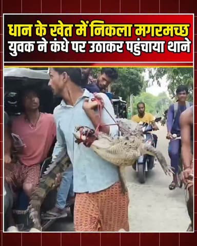धान के खेत में निकला मगरमच्छ, युवक ने कंधे पर उठाकर पहुंचाया थाने