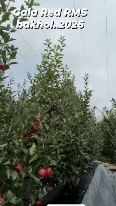 🍎 Only 5 Days to Harvest! 🍎
RMS Bakhol Red Gala is entering the final stage before harvest. Just 5 days to go until picking begins.
Excellent colour, premium quality, and carefully grown fruit from RMS Bakhol. The countdown has started!