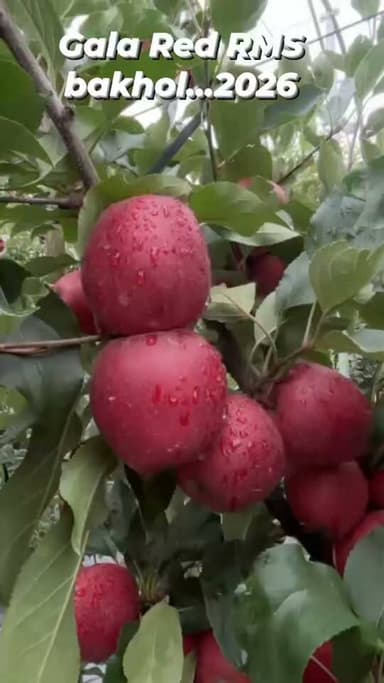 🍎 Only 5 Days to Harvest! 🍎
RMS Bakhol Red Gala is entering the final stage before harvest. Just 5 days to go until picking begins.
Excellent colour, premium quality, and carefully grown fruit from RMS Bakhol. The countdown has started!