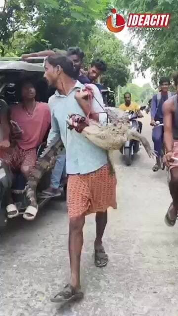 धान के खेत में निकला मगरमच्छ… और देखिए इस युवक का खौफनाक अंदाज़!