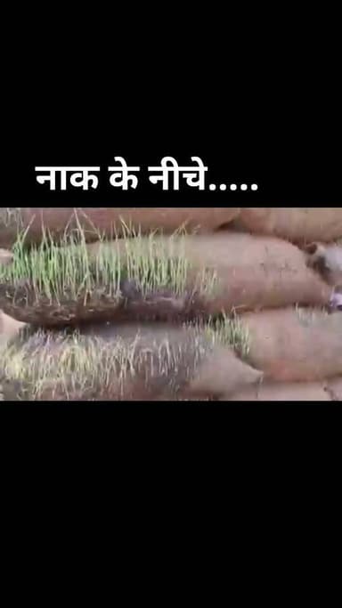 MP अजब है ,MP गजब है
खेत में धान भले न हो रहे हो लेकिन सरकारी गोदामों में बोरियां फाड़कर धान के पौधे निकल रहे हैं 😀
