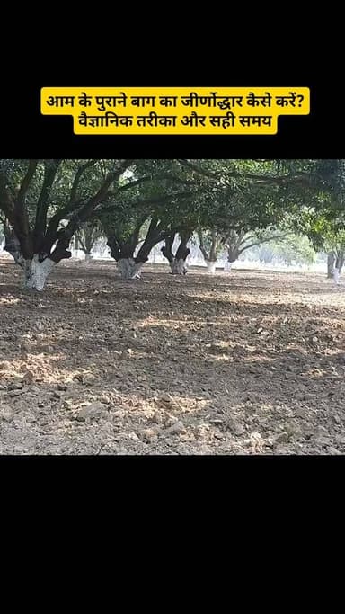 पुराने आम के बाग को नया जीवन दें | Pruning, Copper Oxychloride #MangoFarming #AamKiKheti #MangoPruning #MangoOrchard