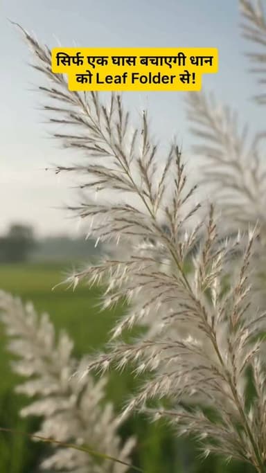 प्राकृतिक बॉडीगार्ड से बचाइए धान की फसल | Kans Grass Technique #धान #PaddyFarming #LeafFolder #KansGrass #Spider