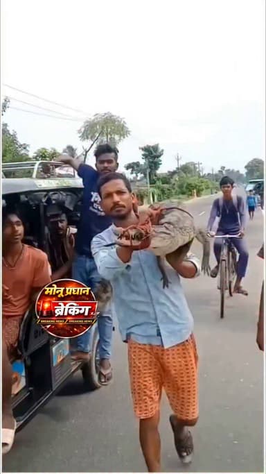 बिहार में एक युवक मगरमच्छ को कंधे पर टांग कर ले गया थाने।देखने वालों की लग गई भीड़ धान के खेत में मिला मगरमच्छ, युवक ने कंधे पर उठाकर पहुंचा दिया थाने!