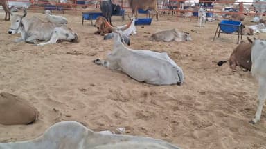 गौमाता के लिए मददगार बने
#gomata #cow #Rajsamandnews
राजसमंद के सियान स्थित श्री धेनु गोपाल गौशाला में दुर्घटना में घायल व बीमा गोवंश का यहां इलाज और सेवा की जा रही है आप भी इस गौशाला का एक बार विजिट करें और अपनी श्रद्धा अनुसार जरूर सहयोग करें।
Rajsamand news
Goshala siyana