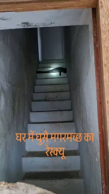 नारायणगढ़ में घर में घुसे मगरमच्छ का रेस्क्यू