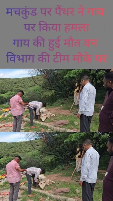 धौलपुर से बड़ी खबर
पैंथर ने गाय पर किया हमला,मचकुंड रोड पर किया हमला,
वन विभाग की टीम मौके पर #DholpurNews #highlightseveryone #highlights #followerseveryone #followersreels
