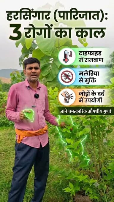 "हरसिंगार (पारिजात) औषधीय पौधा है, जो टाइफाइड, मलेरिया व जोड़ों के दर्द में उपयोगी माना जाता है।" #हरसिंगार #पारिजात🌸 #औषधीयपौधोंकेगुणगुण #farminglife🌾👨🌾 #shortreelvideo🙏❤️Yogendra Prajapati