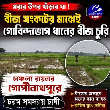 🔴 #রায়না ।। বীজ বপনের আগেই গোবিন্দভোগ ধানের বীজ চুরি : চরম সমস্যায় চাষী , হতবাক ঘটনায়